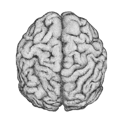 brain
