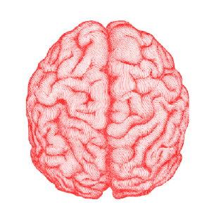 brain